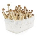 Paddo Grow Kit Fresh Mushrooms 'Mexican'