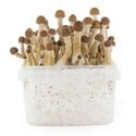 Paddo Grow Kit Fresh Mushrooms 'Mexican'