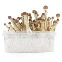 Paddo Grow Kit Fresh Mushrooms 'Mexican'