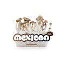 Paddo Grow Kit Fresh Mushrooms 'Mexican'
