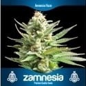 3 gratis wietzaden (Zamnesia Seeds)