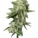 Auto Mazar (Dutch Passion) feminized