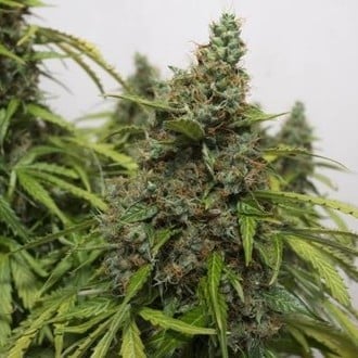 Auto Mazar (Dutch Passion) feminized