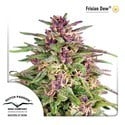 Frisian Dew (Dutch Passion) feminized