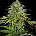 Frisian Dew (Dutch Passion) feminized