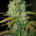 Power Plant (Dutch Passion) feminized