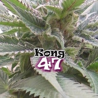 Kong 47 (Dr. Underground) feminized