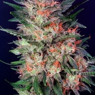 White Widow (Dutch Passion) feminized
