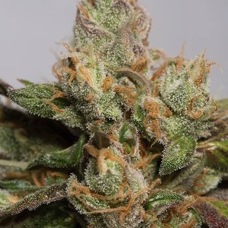 707 Truthband (Humboldt Seed Organization) feminized