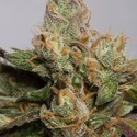 707 Truthband (Humboldt Seed Organization) feminized