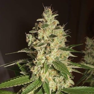 Raspberry Diesel (Humboldt Seeds) feminized