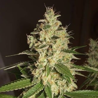 Raspberry Diesel (Humboldt Seed Organization) feminized