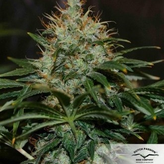 Mazar (Dutch Passion) feminized