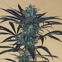 Blueberry Headband (Humboldt Seed Organization) feminized