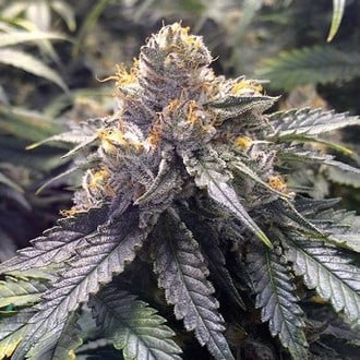 Bubba's Gift (Humbuldt Seed Organization) feminized