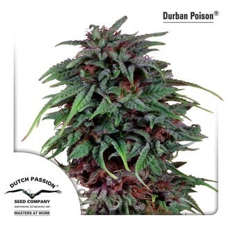 Durban Poison (Dutch Passion) feminized