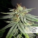 Durban Poison (Dutch Passion) feminized