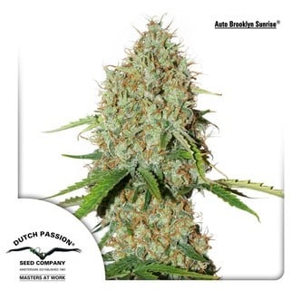 AutoBrooklyn Sunrise (Dutch Passion) feminized