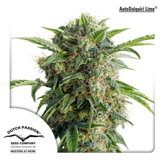 Auto Daiquiri Lime (Dutch Passion) feminized