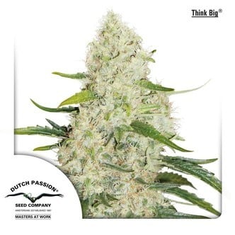 Think Big (Dutch Passion) feminized