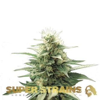 Automatic Fini (Super Strains) feminized