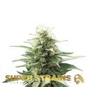 Automatic Fini (Super Strains) feminized