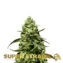 Turing Autoflowering (Super Strains) feminized