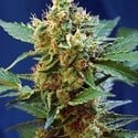 Cream Mandarine XL Auto (Sweet Seeds) feminized