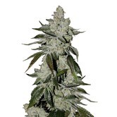 Girl Scout Cookies Auto (FastBuds) feminized