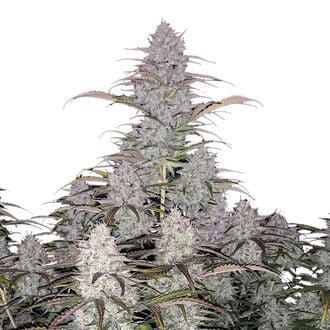 Green Crack Auto (FastBuds) feminized