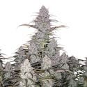 Green Crack Auto (FastBuds) feminized
