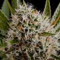 Lithium OG Kush Autoflower (Nirvana) feminized