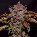 Blackberry Auto (FastBuds) feminized