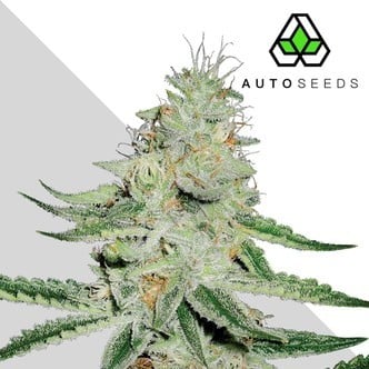 Dreamberry (Auto Seeds) feminized