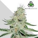 Dreamberry (Auto Seeds) feminized