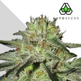 Kush Doctor (Auto Seeds) feminized