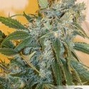 Strawberry Cough (Dutch Passion) feminized