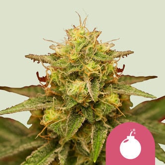Royal Domina (Royal Queen Seeds) feminized