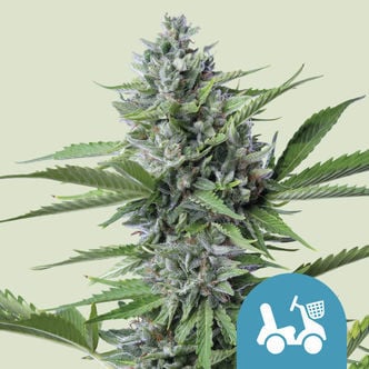 Fast Eddy Automatic (Royal Queen Seeds) feminized