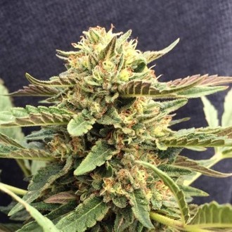 CBD Therapy (CBD Crew) feminized