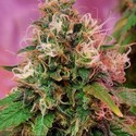 CBD OG Kush (CBD Crew) feminized