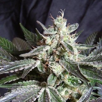 Black Jack - F1 Fast Version (Sweet Seeds) feminized