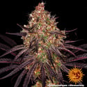 Ayahuasca Purple (Barney's Farm) feminized