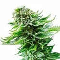 Northern Lights Automatic (White Label) feminized