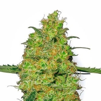 Master Kush (White Label) feminized