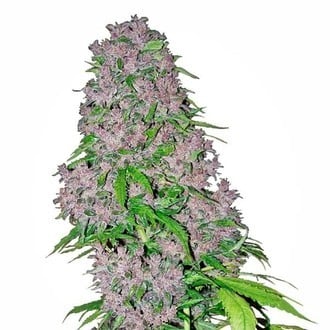 Purple Bud (White Label) feminized