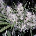 Master Kush (Dutch Passion) feminized