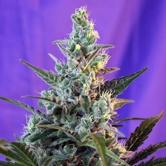 Sweet Skunk - F1 Fast Version (Sweet Seeds) feminized