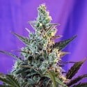 Sweet Skunk - F1 Fast Version (Sweet Seeds) feminized