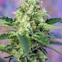 Crystal Candy (Sweet Seeds) feminized